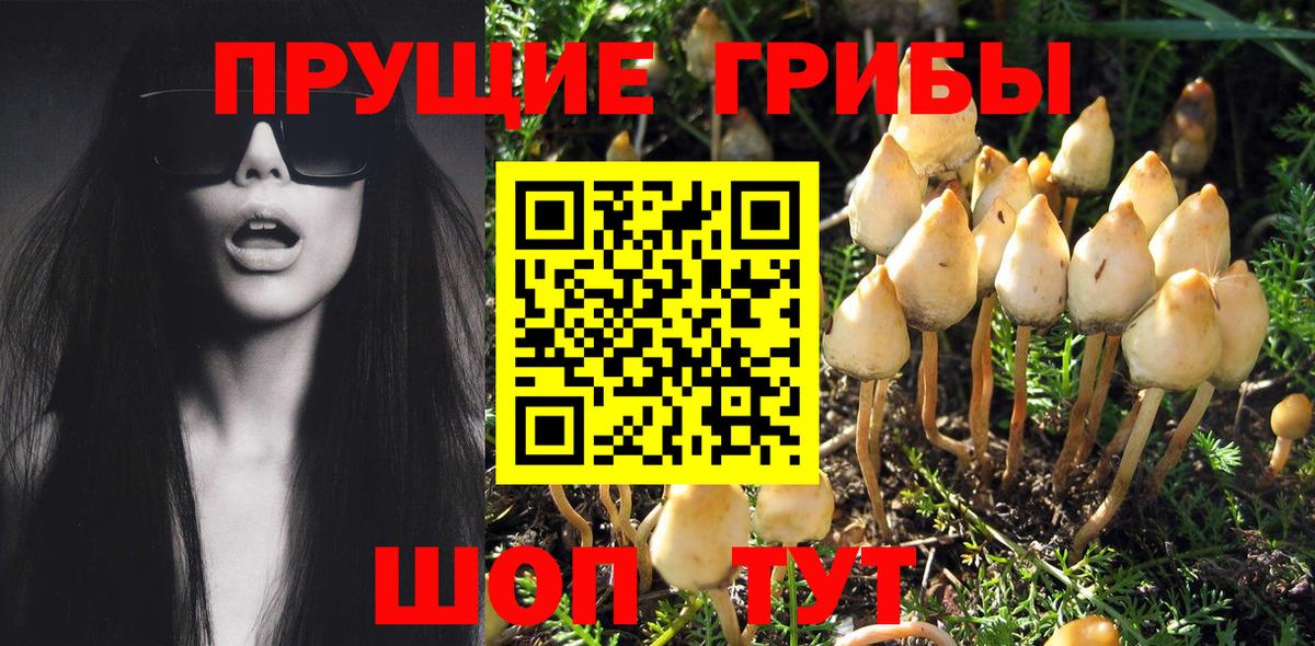 Псилоцибиновые грибы Cubensis  Севастополь 